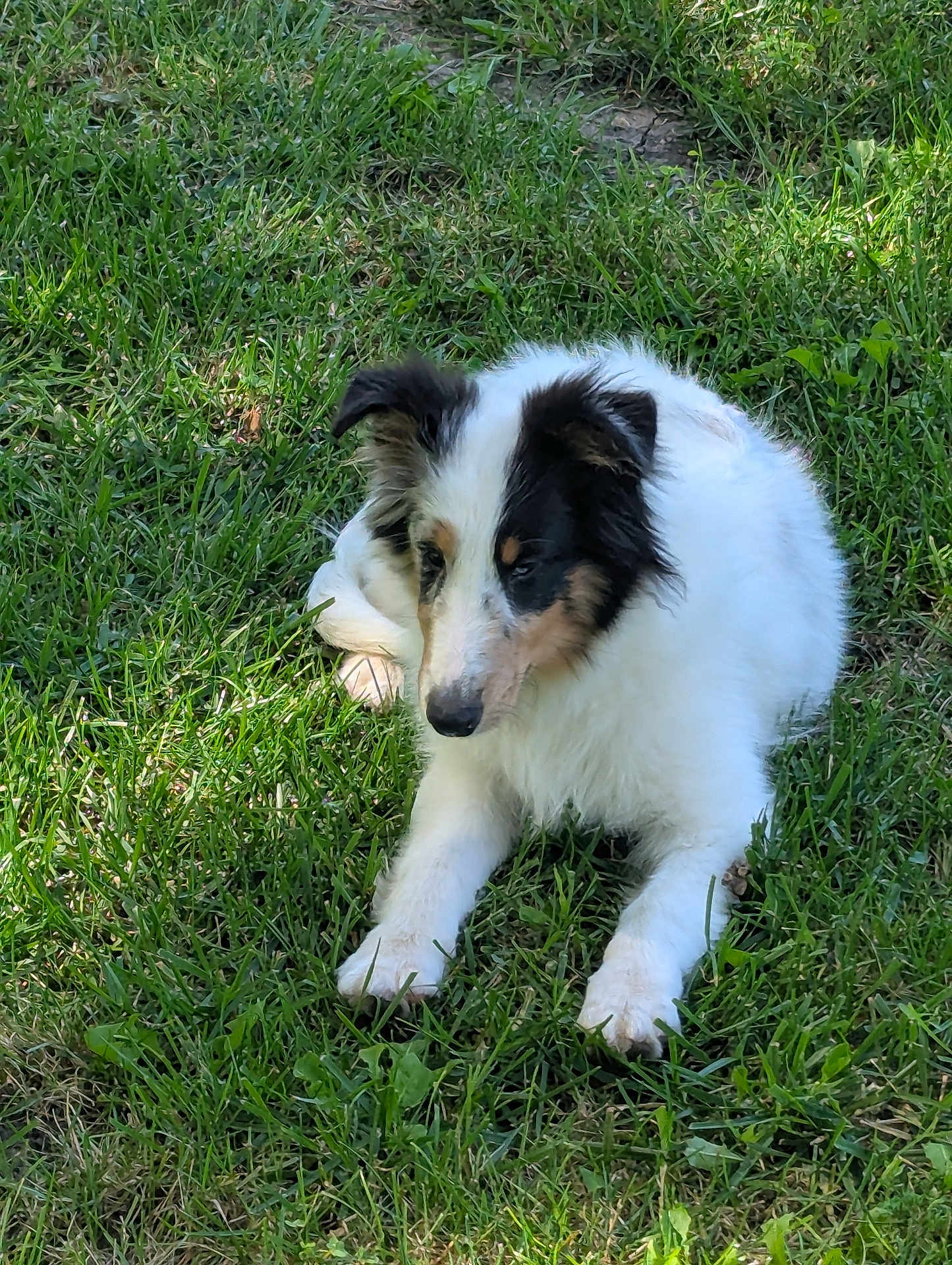 Trixie