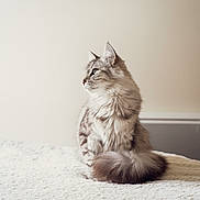 Zouzou a rejoint le concours — aidez-le/la à gagner de superbes lots ! animal, calm, cat, cozy, cute, domestic, feline, fluffy, fur, gray, indoor, pet, portrait, relaxed, side_view, sitting, soft_light, tail, whiskers, white