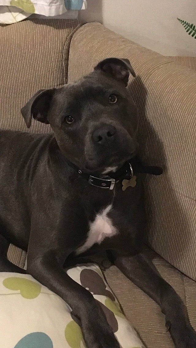 Bryn joined the competition — help win amazing prizes! american_pit_bull_terrier, beagador, canidae, carnivore, dog, dog_breed, fawn, mammal, non_sporting_group, rare_breed_dog, snout, sporting_group, staffordshire_bull_terrier, vertebrate