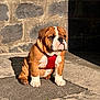 Apple a rejoint le concours — aidez-le/la à gagner de superbes lots ! brown_and_white, bulldog, close_up, cute, dog, domestic_animal, fur, leash, outdoors, pavement, paws, pet, portrait, puppy, red_harness, shadow, sitting, stone_wall, sunlight, wrinkled_face