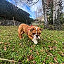 birch_tree, bulldog, cloudy_sky, collar, cute, dog, english_bulldog, grass, green_grass, leash, leaves, outdoor, pet, portrait, puppy, sky, stone_wall, tree, wrinkled_face, yard