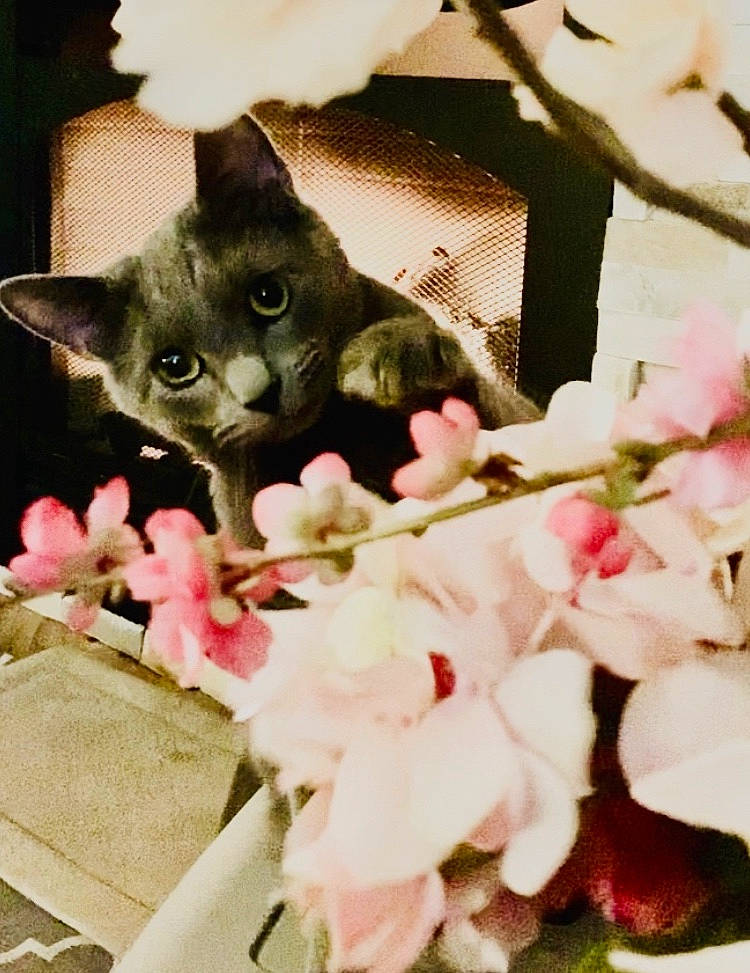 Gris joined the competition — help win amazing prizes! artificial_flower, begonia, blossom, bombay, carnivore, cat, claw, cut_flowers, domestic_short_haired_cat, felidae, fur, kitten, korat, petal, pink, small_to_medium_sized_cats, snout, vertebrate, whiskers