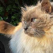 Mojito participe au concours pour gagner de l'argent avec cette photo : cat, feline, fluffy, long_hair, brown_fur, cream_fur, golden_eyes, whiskers, ears, nose, portrait, close_up, animal, pet, outdoor, garden, foliage, greenery, soft_lighting, alert