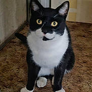 Quinn is registered to the contest to win money with this photo: cat, black_and_white, pet, indoor, carpet, curious, animal, feline, whiskers, ears, eyes, sitting, floor, door, domestic, cute, fur, closeup, looking, home