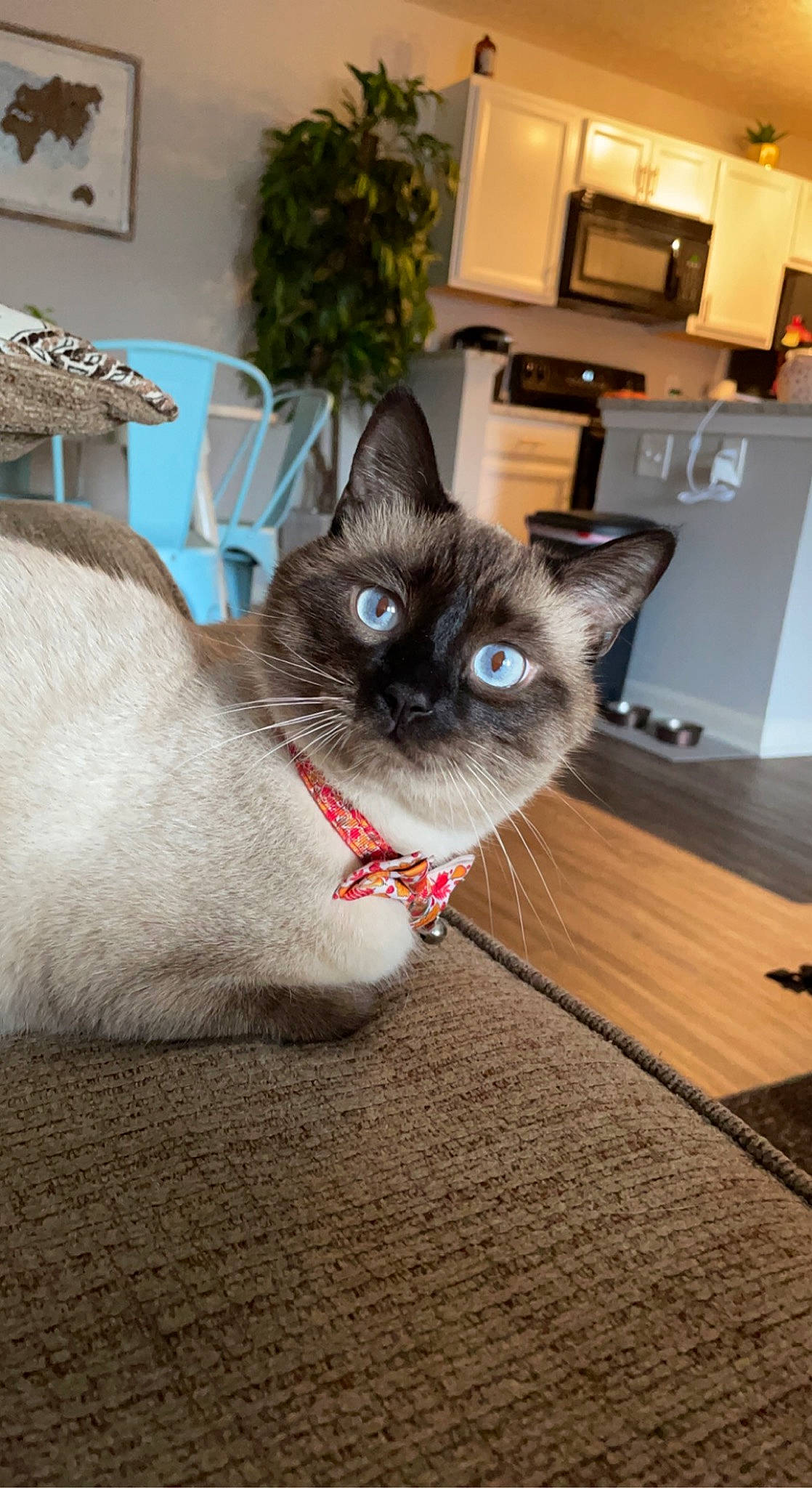 Oliver is registered to the contest to win money with this photo: cabinetry, carnivore, cat, fawn, felidae, flooring, flowerpot, grey, hardwood, home_appliance, houseplant, kitchen_appliance, picture_frame, plant, siamese, small_to_medium_sized_cats, snout, thai, whiskers, wood