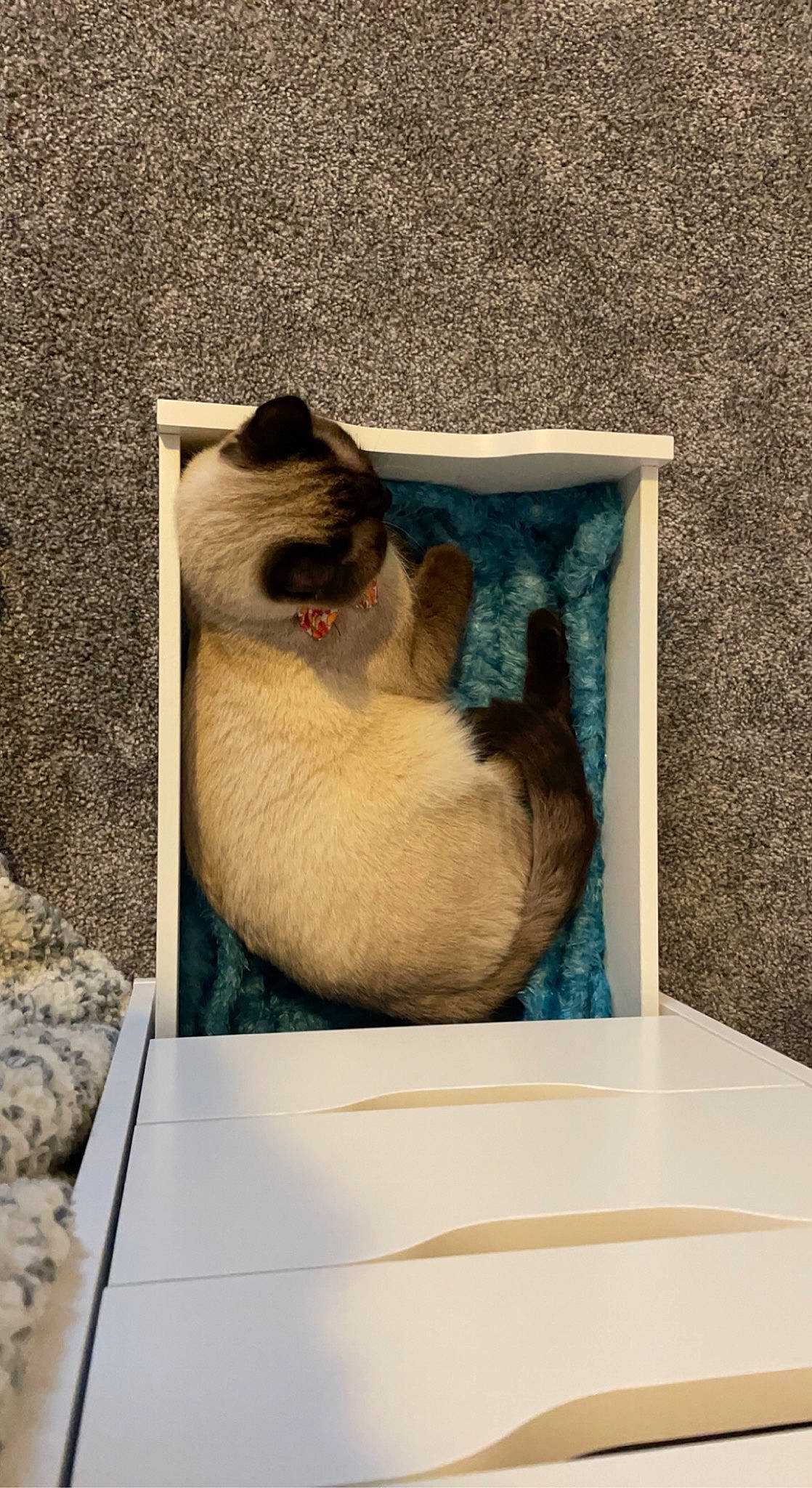 Oliver is registered to the contest to win money with this photo: art, balinese, birman, carnivore, cat, fawn, felidae, fur, rectangle, siamese, small_to_medium_sized_cats, snout, tail, terrestrial_animal, thai, visual_arts, whiskers, wildlife, window, wood