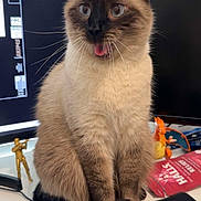 Oliver is registered to the contest to win money with this photo: animal, blue_eyes, cat, computer_monitor, curious, cute, desk, feline, fluffy, indoor, keyboard, mousepad, office, pet, siamese_cat, sitting, tongue_out, toy, whiskers, workspace