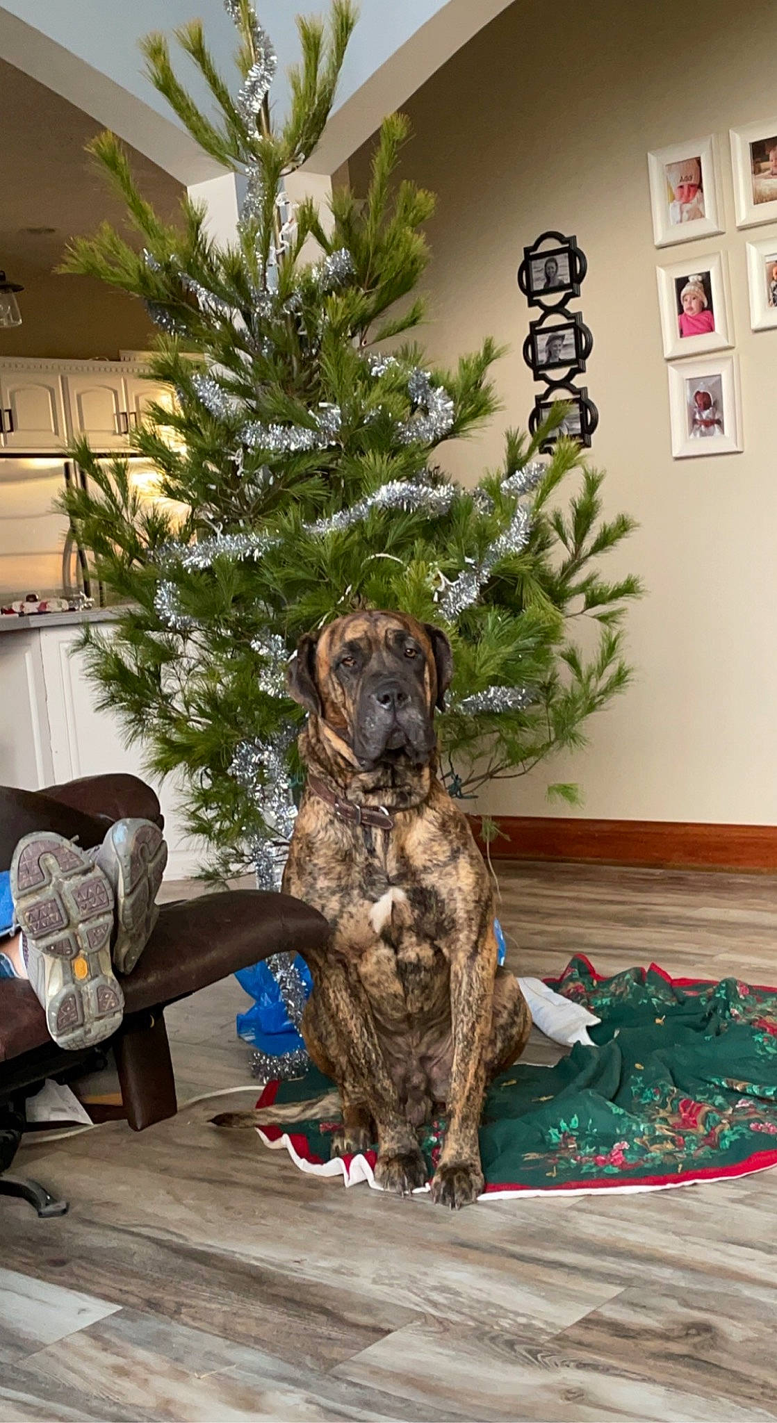 Brutus is registered to the contest to win money with this photo: branch, carnivore, christmas_decoration, christmas_ornament, christmas_tree, companion_dog, dog, event, evergreen, green, holiday_ornament, interior_design, living_room, ornament, picture_frame, plant, tree, twig, wood, woody_plant