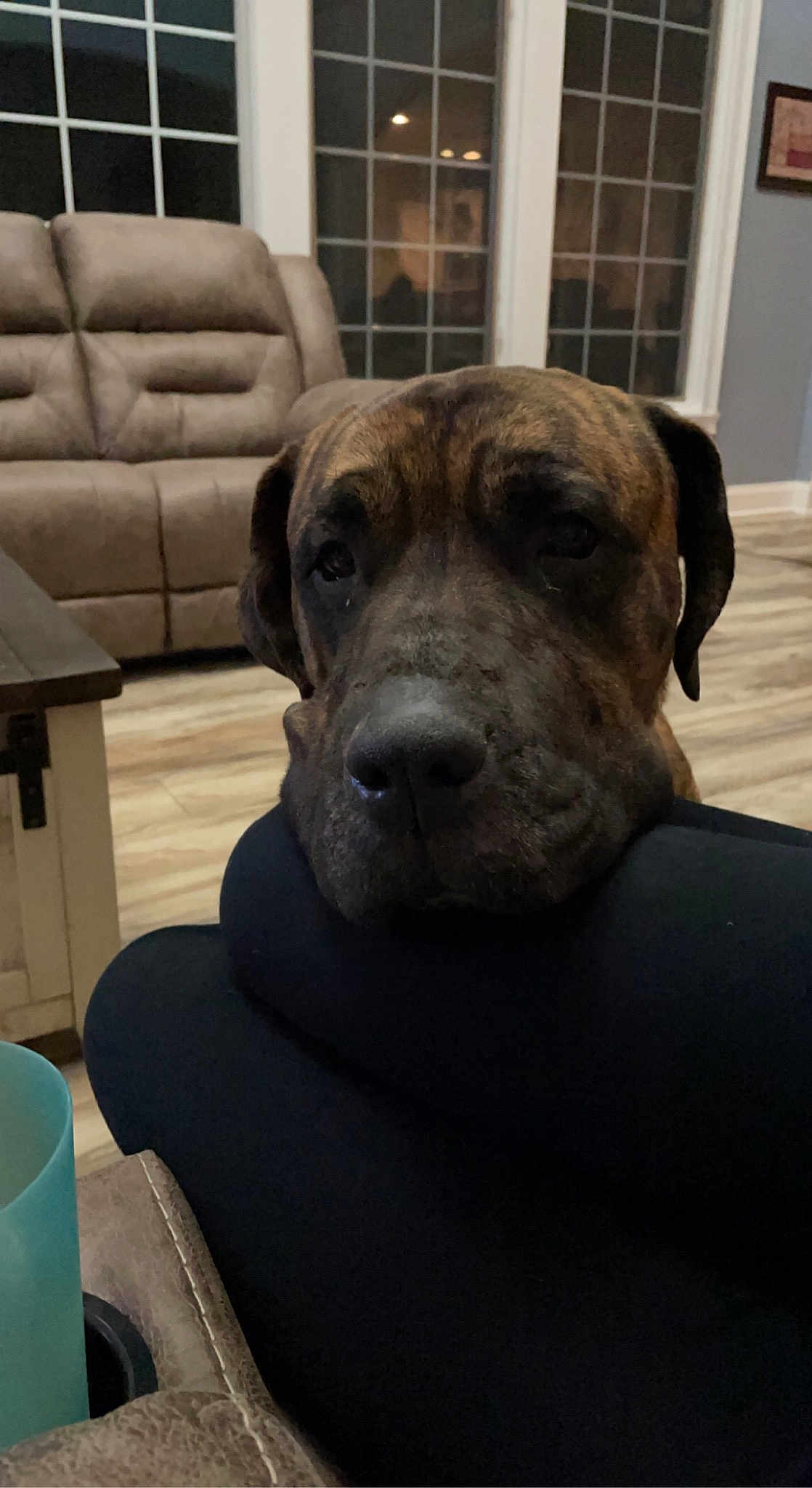 Brutus