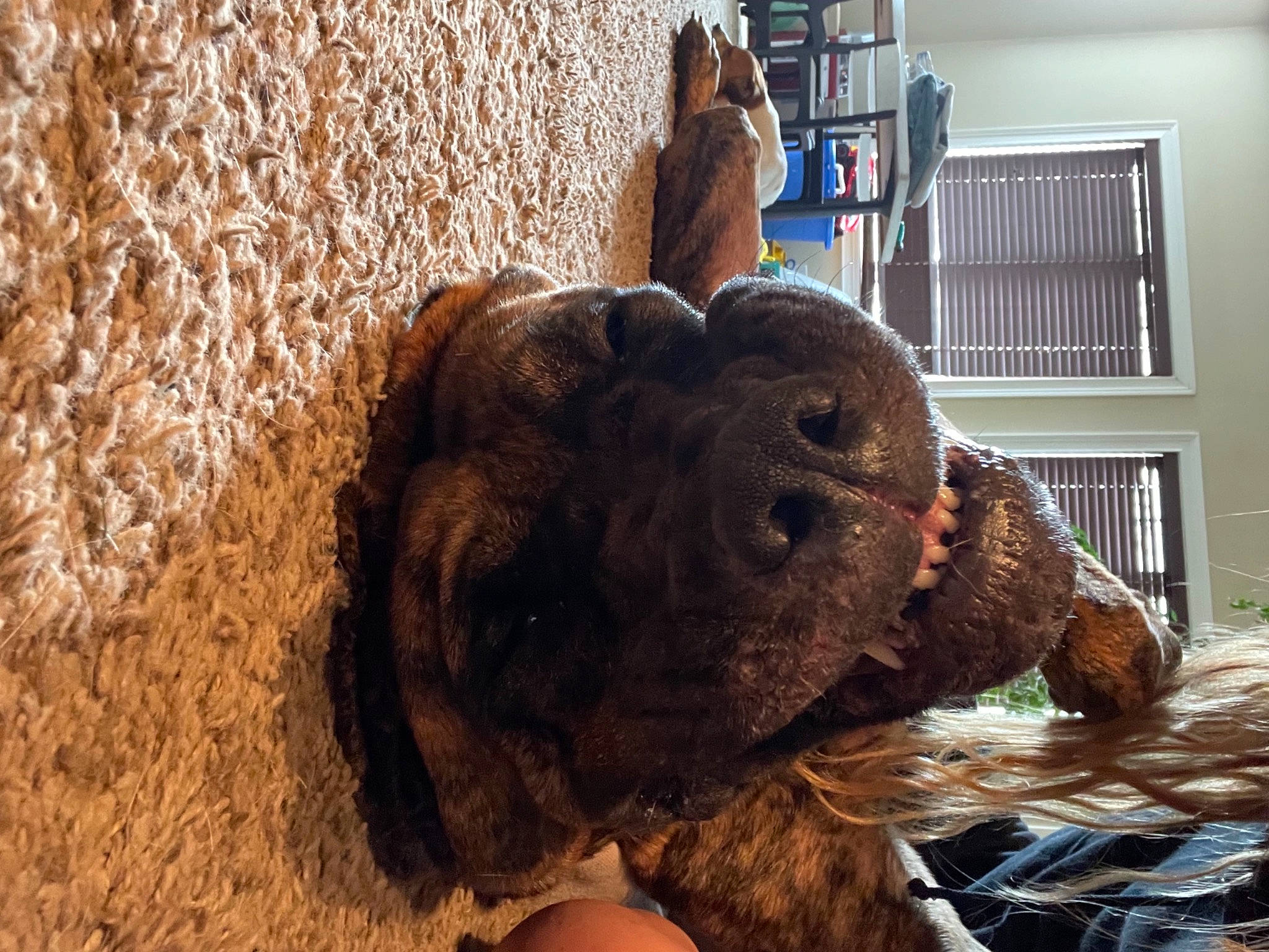 Brutus joined the competition — help win amazing prizes! agriculture, canidae, carnivore, companion_dog, dog_breed, fur, grass, liver, pet_supply, snout, soil, sporting_group, terrestrial_animal, toy, window, working_animal