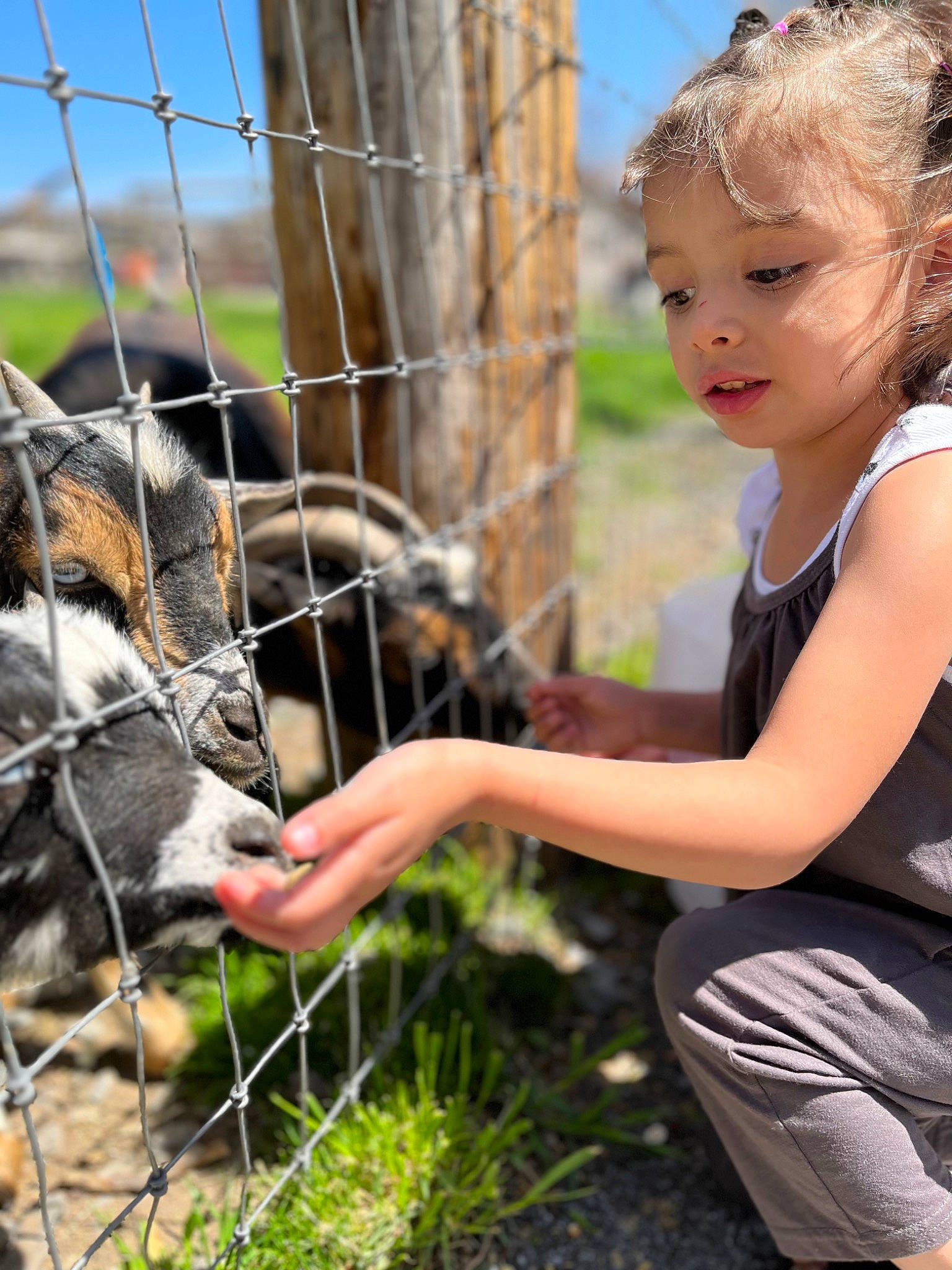 Jeighla joined the competition — help win amazing prizes! animal_shelter, carnivore, chain_link_fencing, dog_breed, fawn, fence, grass, happy, leisure, mesh, net, people_in_nature, person, plant, recreation, snapshot, terrestrial_animal, toddler, tree, wire_fencing