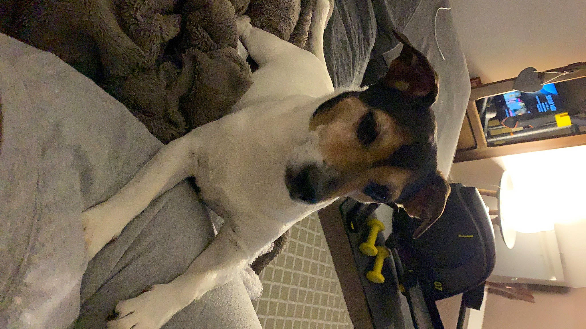 Champion a rejoint le concours — aidez-le/la à gagner de superbes lots ! canidae, carnivore, chilean_fox_terrier, danish_swedish_farmdog, dog, dog_breed, fawn, feist, fox_terrier, japanese_terrier, mammal, rat_terrier, ratonero_bodeguero_andaluz, russell_terrier, smooth_fox_terrier, snout, toy_fox_terrier, vertebrate