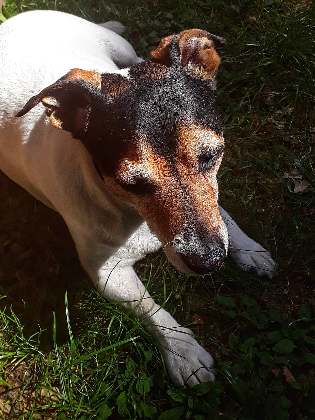Champion a rejoint le concours — aidez-le/la à gagner de superbes lots ! brazilian_terrier, canidae, carnivore, chilean_fox_terrier, companion_dog, danish_swedish_farmdog, dog, dog_breed, feist, fox_terrier, mammal, miniature_fox_terrier, potcake_dog, rat_terrier, ratonero_bodeguero_andaluz, russell_terrier, smooth_fox_terrier, snout, teddy_roosevelt_terrier, vertebrate