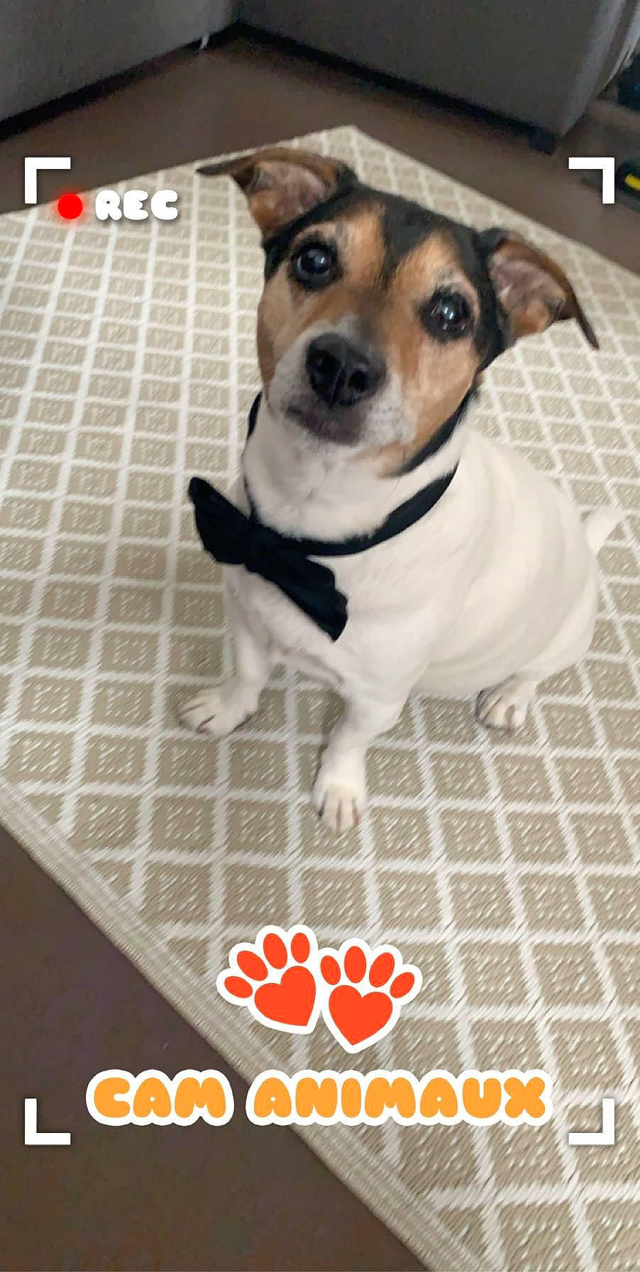 Champion a rejoint le concours — aidez-le/la à gagner de superbes lots ! brazilian_terrier, canidae, carnivore, companion_dog, danish_swedish_farmdog, dog, dog_breed, feist, jack_russell_terrier, mammal, miniature_fox_terrier, photo_caption, rare_breed_dog, rat_terrier, ratonero_bodeguero_andaluz, russell_terrier, smooth_fox_terrier, snout, tenterfield_terrier, vertebrate