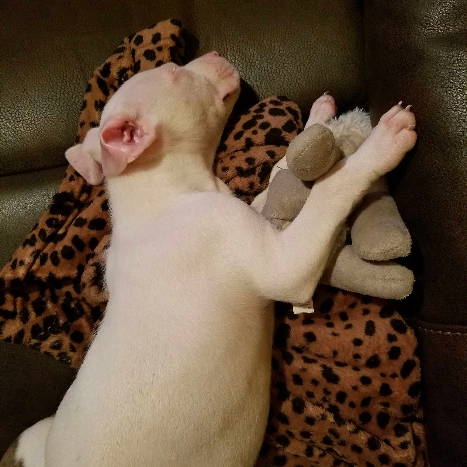 Baxter is registered to the contest to win money with this photo: carnivoran, cat, dog, dog_breed, dog_breed_group, dog_like_mammal, fawn, nap, non_sporting_group, paw, puppy, small_to_medium_sized_cats, snout, tail, whiskers