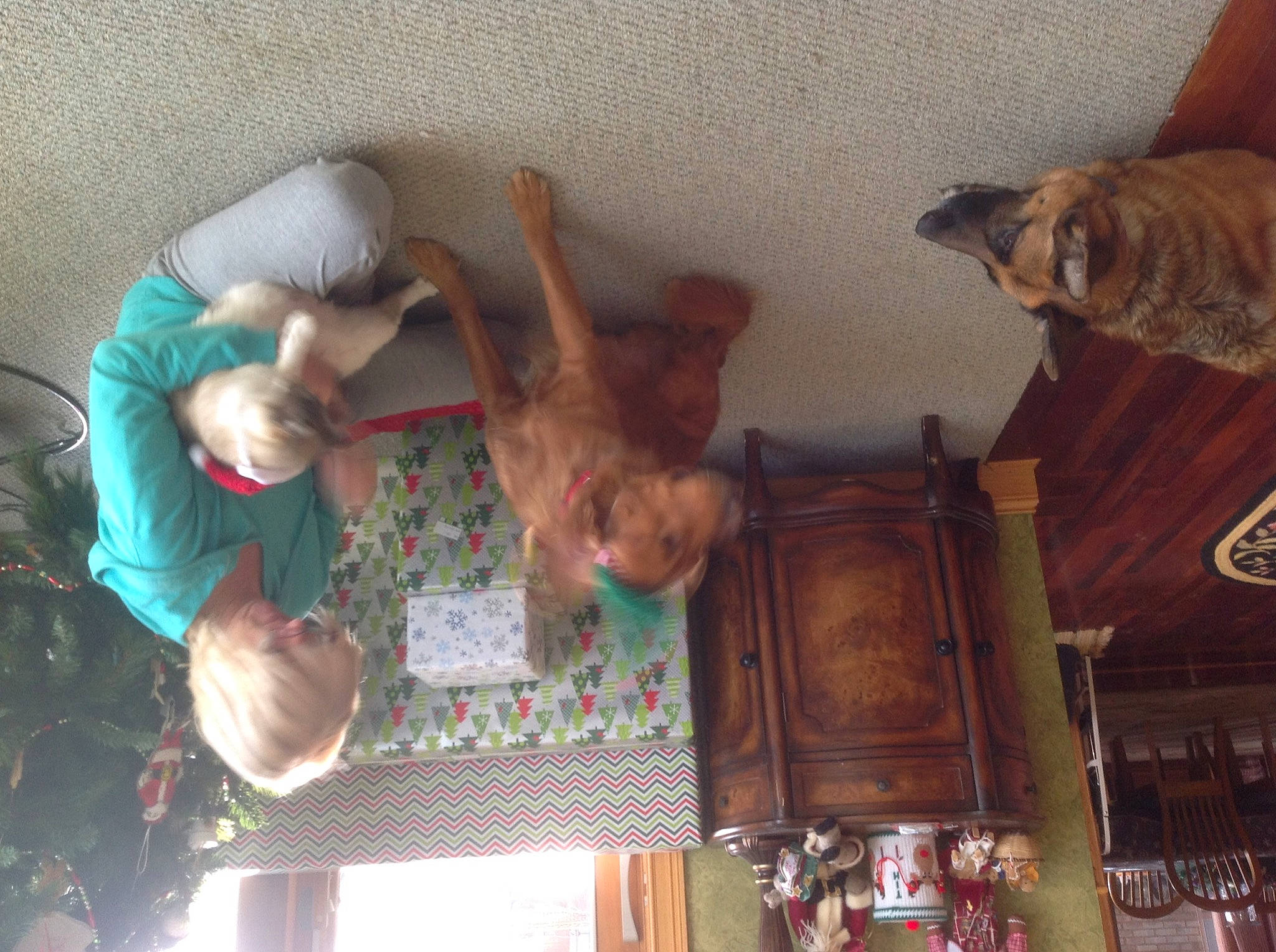 Wiley joined the competition — help win amazing prizes! building, cat, ceiling, child, event, felidae, fun, fur, gesture, happy, hardwood, leisure, people, room, smile, toddler, tree, wood