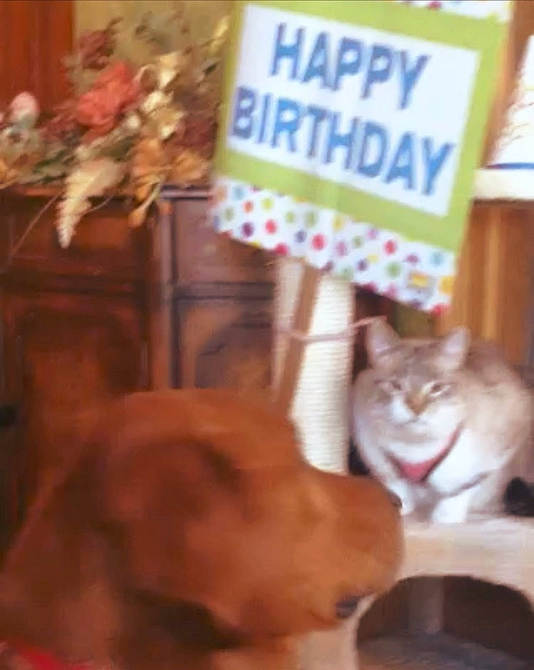 Wiley is registered to the contest to win money with this photo: canidae, carnivore, cat, companion_dog, dog, dog_breed, domestic_short_haired_cat, event, fawn, felidae, font, fur, light, photo_caption, room, small_to_medium_sized_cats, snout, sporting_group, whiskers, wood