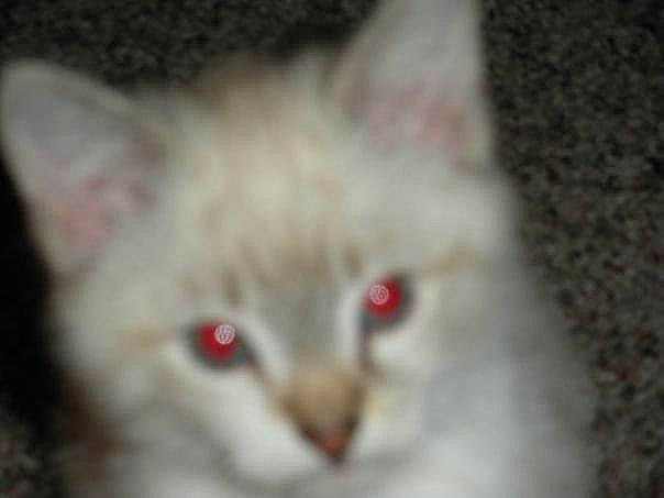 Wiley is registered to the contest to win money with this photo: birman, carnivore, cat, domestic_short_haired_cat, ear, eye, fawn, felidae, fur, paw, red_eye_effect, small_to_medium_sized_cats, snout, tail, terrestrial_animal, thai, whiskers, wildlife