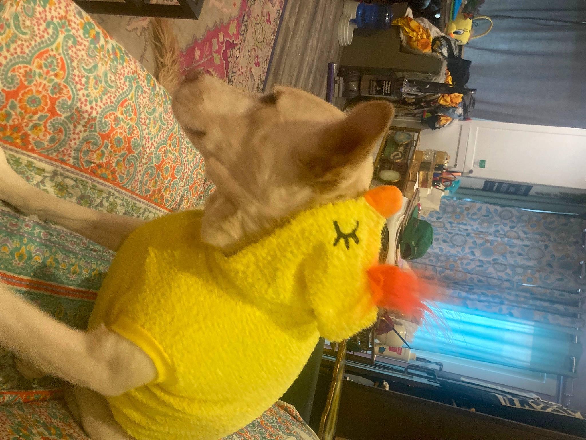 Rosebud is registered to the contest to win money with this photo: art, fawn, felidae, flooring, fun, fur, linens, machine, pattern, plush, room, small_to_medium_sized_cats, stuffed_toy, tail, thread, toy, visual_arts, whiskers, wood, woven_fabric