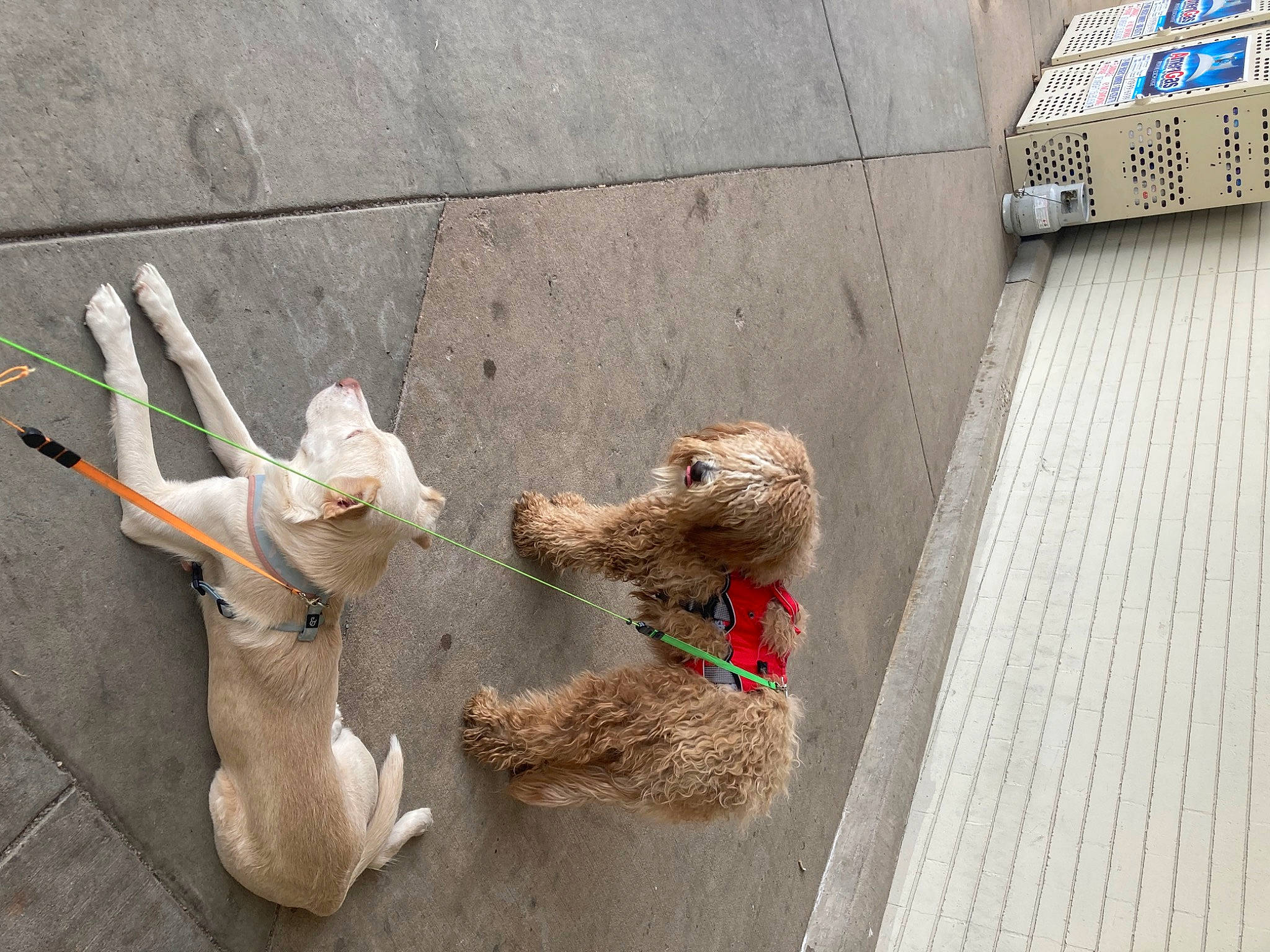 Rosebud joined the competition — help win amazing prizes! art, carnivore, collar, companion_dog, dog, dog_breed, dog_collar, fawn, flooring, leash, pet_supply, road, road_surface, sidewalk, snout, sporting_group, toy, water_dog, wood, working_animal