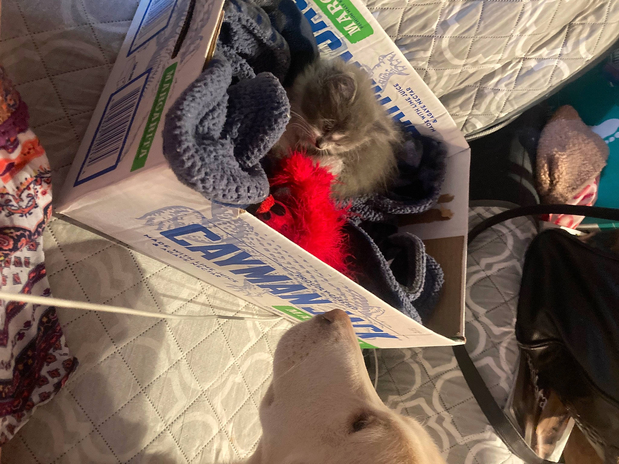 Rosebud is registered to the contest to win money with this photo: art, carmine, denim, flesh, font, fur, glass, graphic_design, graphics, human_leg, illustration, linens, paper, pattern, plastic, t_shirt, textile, thread, visual_arts