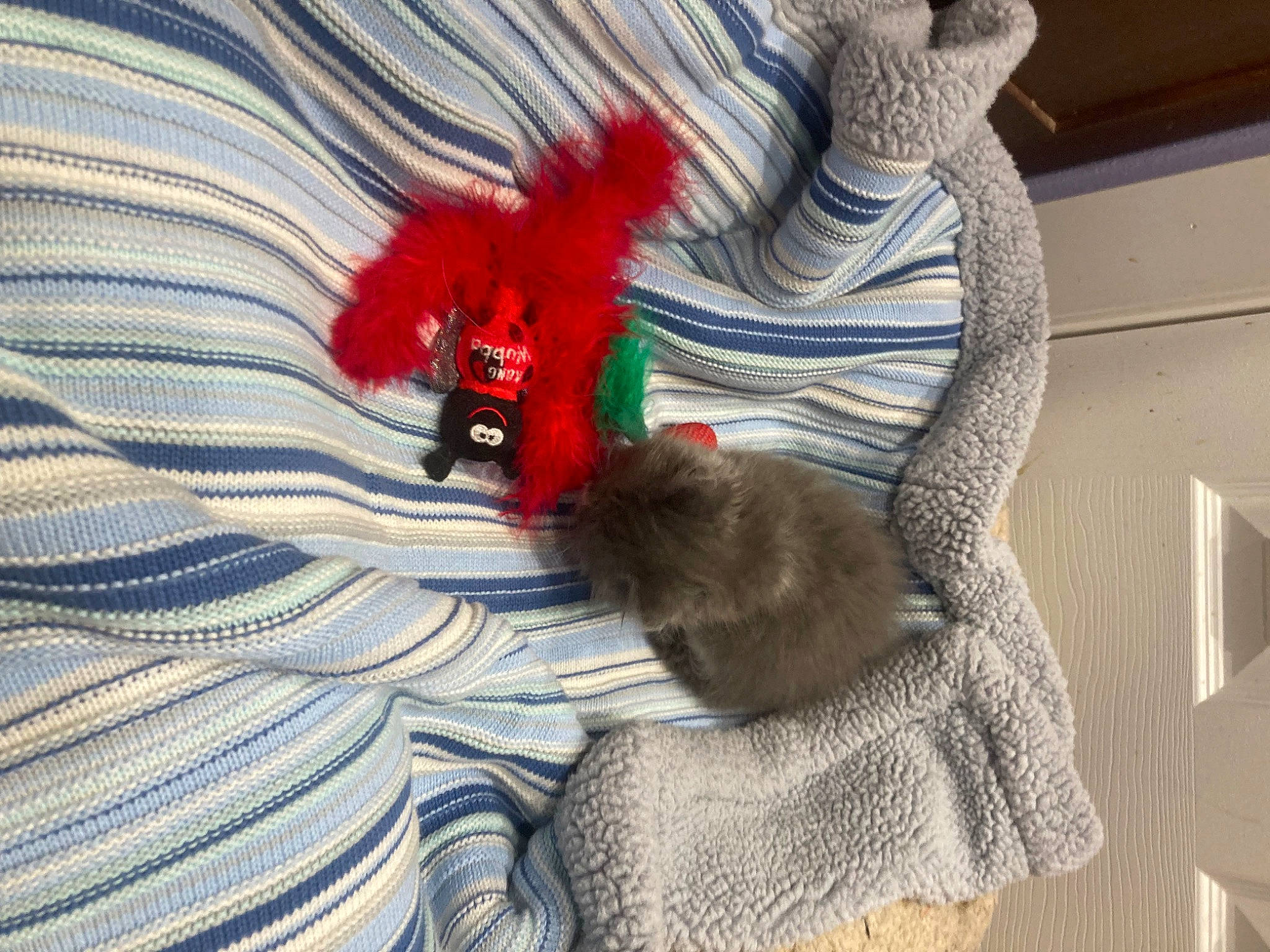 Pigpen is registered to the contest to win money with this photo: art, canidae, carmine, cat, companion_dog, fawn, felidae, flooring, fur, linens, magenta, pattern, room, shadow, small_to_medium_sized_cats, sporting_group, tail, textile, toy, whiskers