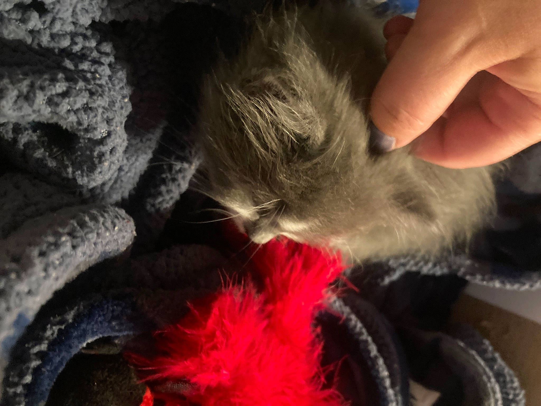 Pigpen is registered to the contest to win money with this photo: carmine, carnivore, cat, claw, close_up, comfort, companion_dog, dog_breed, ear, fawn, felidae, fur, paw, small_to_medium_sized_cats, snout, sporting_group, tail, thread, whiskers, wool