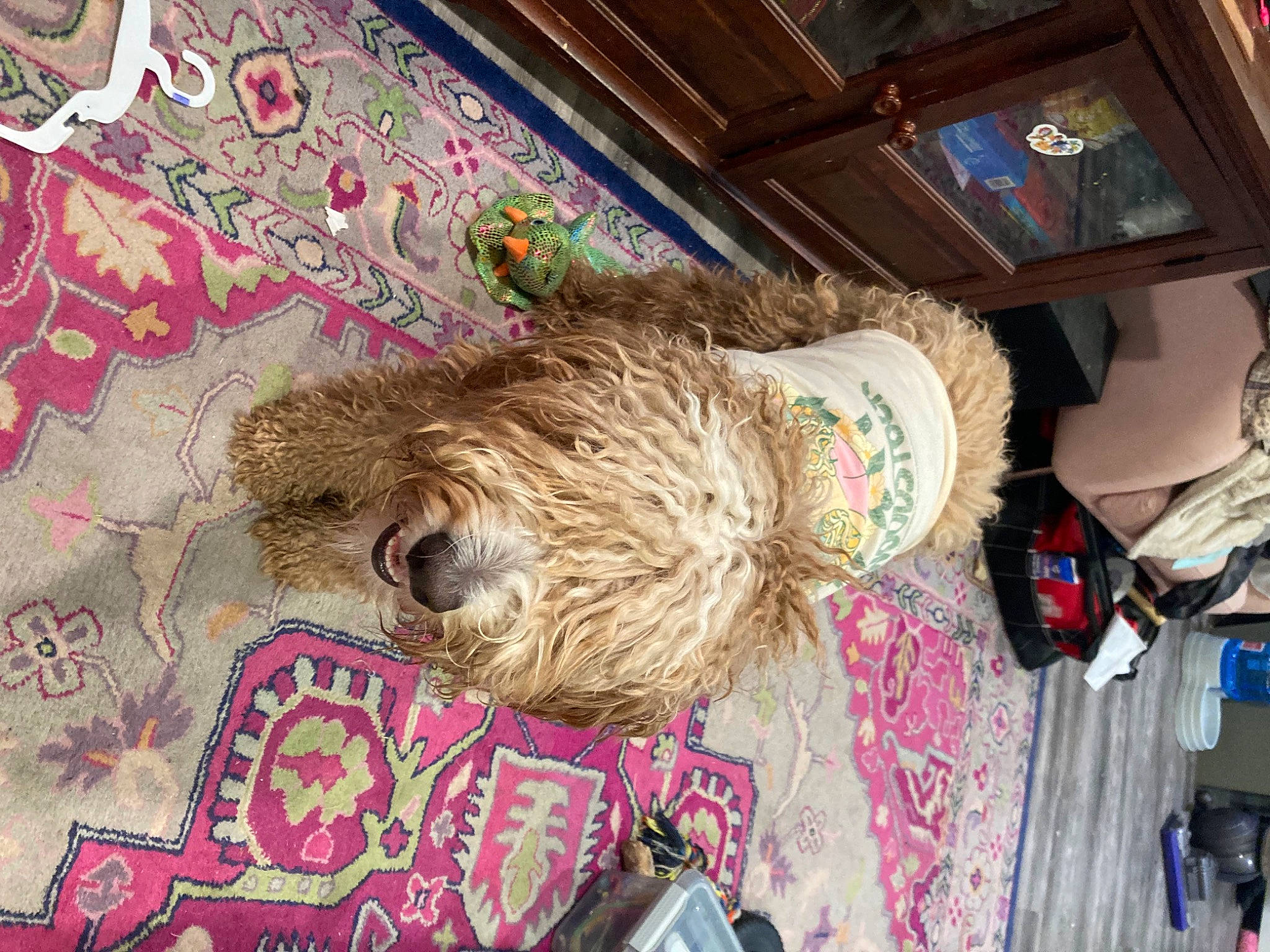 Stella joined the competition — help win amazing prizes! airedale_terrier, art, canidae, carnivore, companion_dog, dog, dog_breed, fashion_accessory, fur, hat, liver, magenta, pattern, sporting_group, terrier, textile, visual_arts, water_dog, welsh_terrier, working_animal