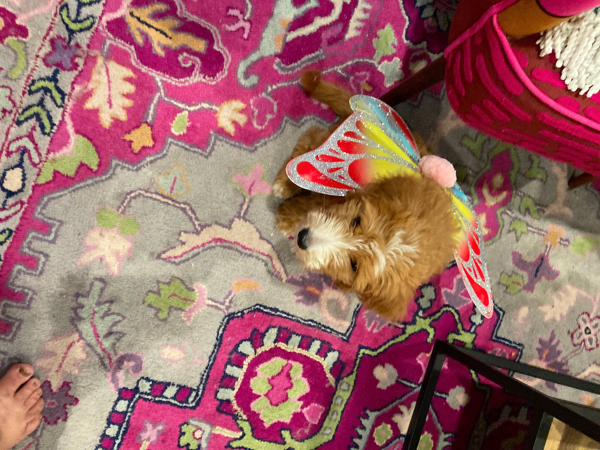 Stella is registered to the contest to win money with this photo: canidae, carnivore, companion_dog, dog, dog_breed, dog_supply, event, fawn, flooring, fur, magenta, pattern, pet_supply, pink, snout, sporting_group, terrier, toy, toy_dog, working_animal