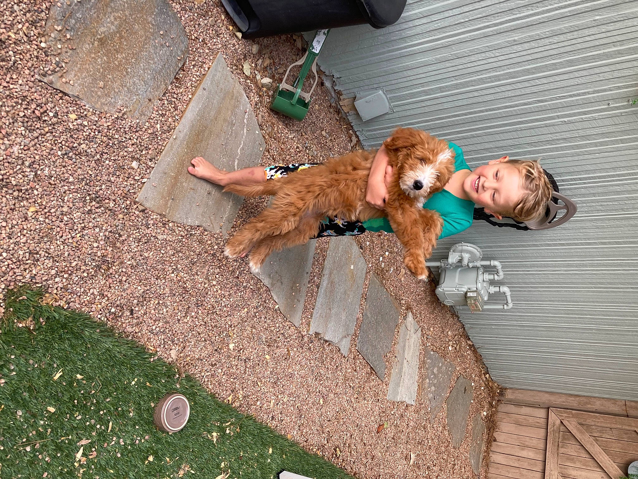 Stella is registered to the contest to win money with this photo: brick, brickwork, canidae, carnivore, companion_dog, dog, dog_breed, eyewear, fawn, flooring, fun, grass, leash, leisure, road_surface, sidewalk, sitting, soil, sporting_group, tree