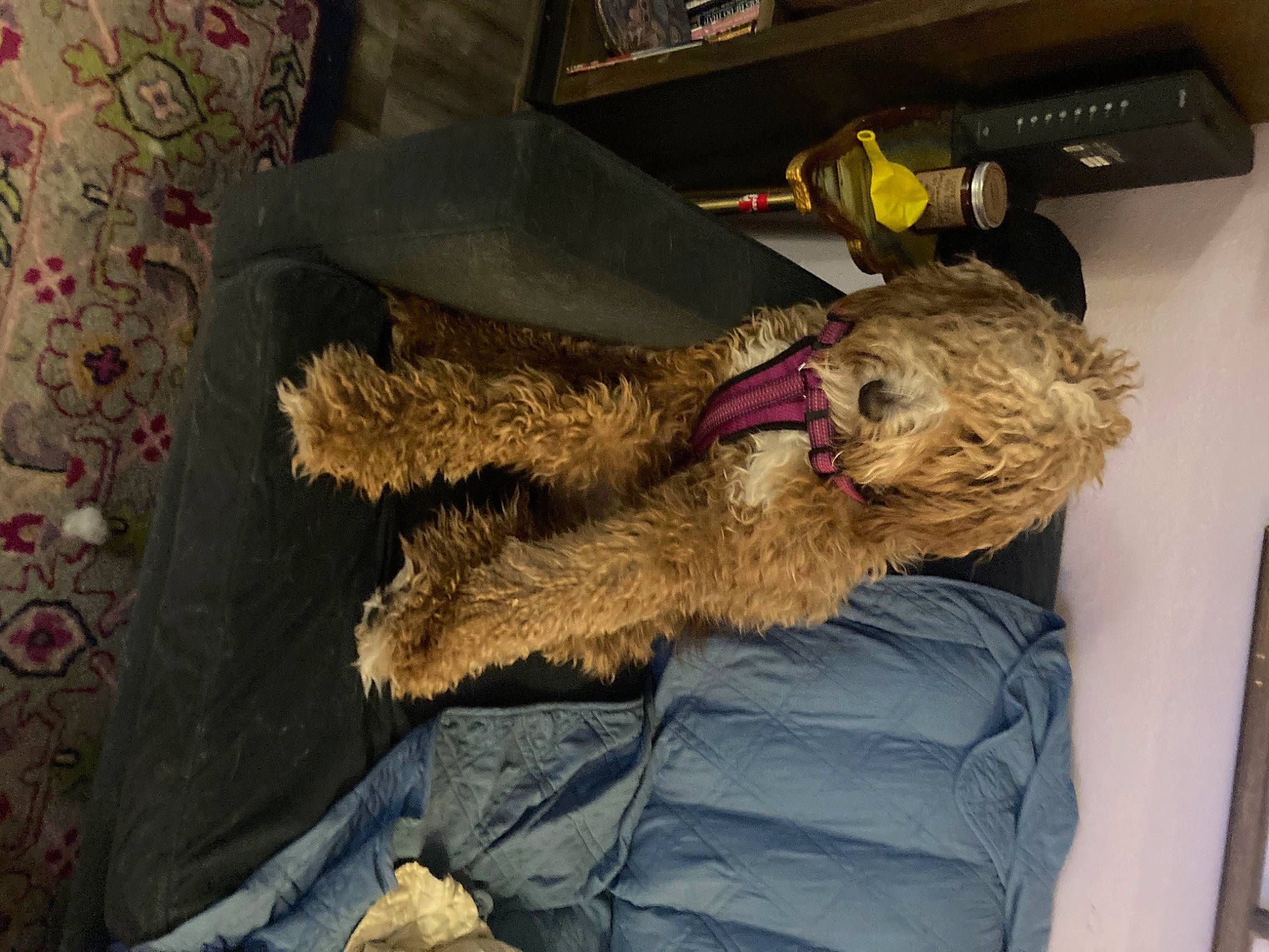 Stella is registered to the contest to win money with this photo: airedale_terrier, canidae, carnivore, companion_dog, dog, dog_breed, fur, lakeland_terrier, natural_material, snout, sporting_group, tail, terrier, toy, water_dog, welsh_terrier