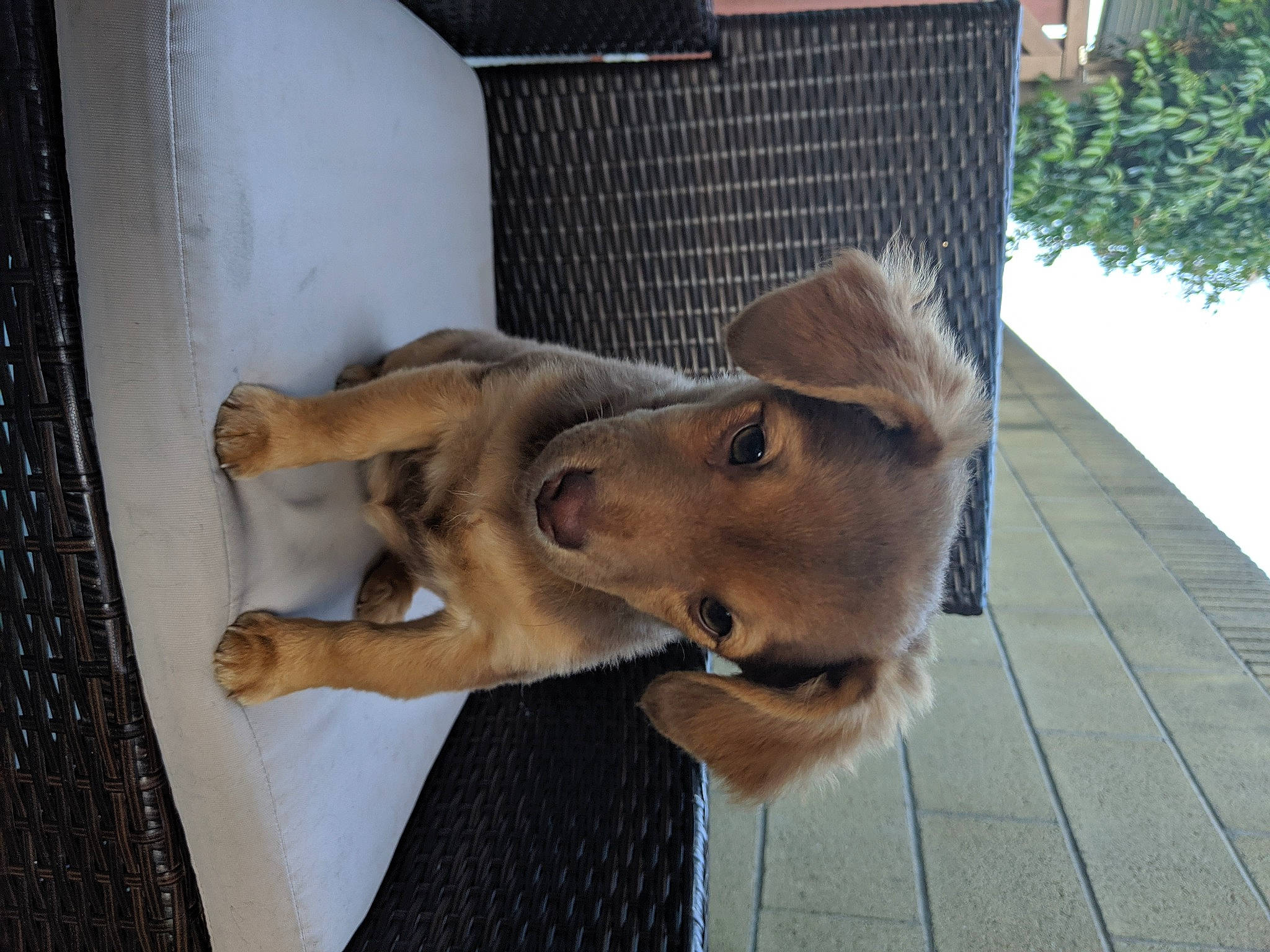 Hazel joined the competition — help win amazing prizes! canidae, carnivore, companion_dog, dog, dog_breed, fawn, finnish_spitz, golden_retriever, guard_dog, mammal, puppy, retriever, snout, sporting_group, street_dog