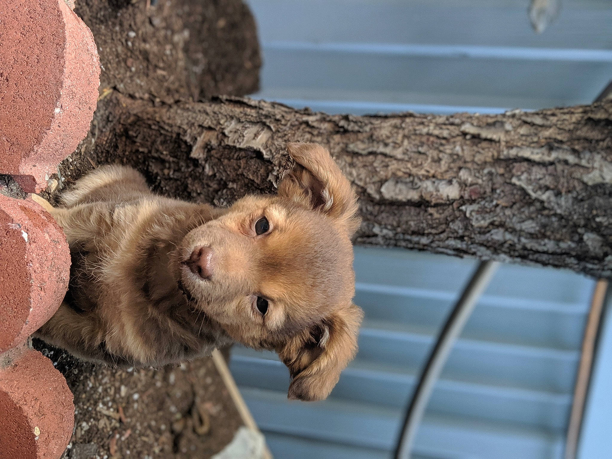 Hazel is registered to the contest to win money with this photo: degu, fawn, gerbil, mammal, muridae, muroidea, rodent, snout, whiskers, wildlife