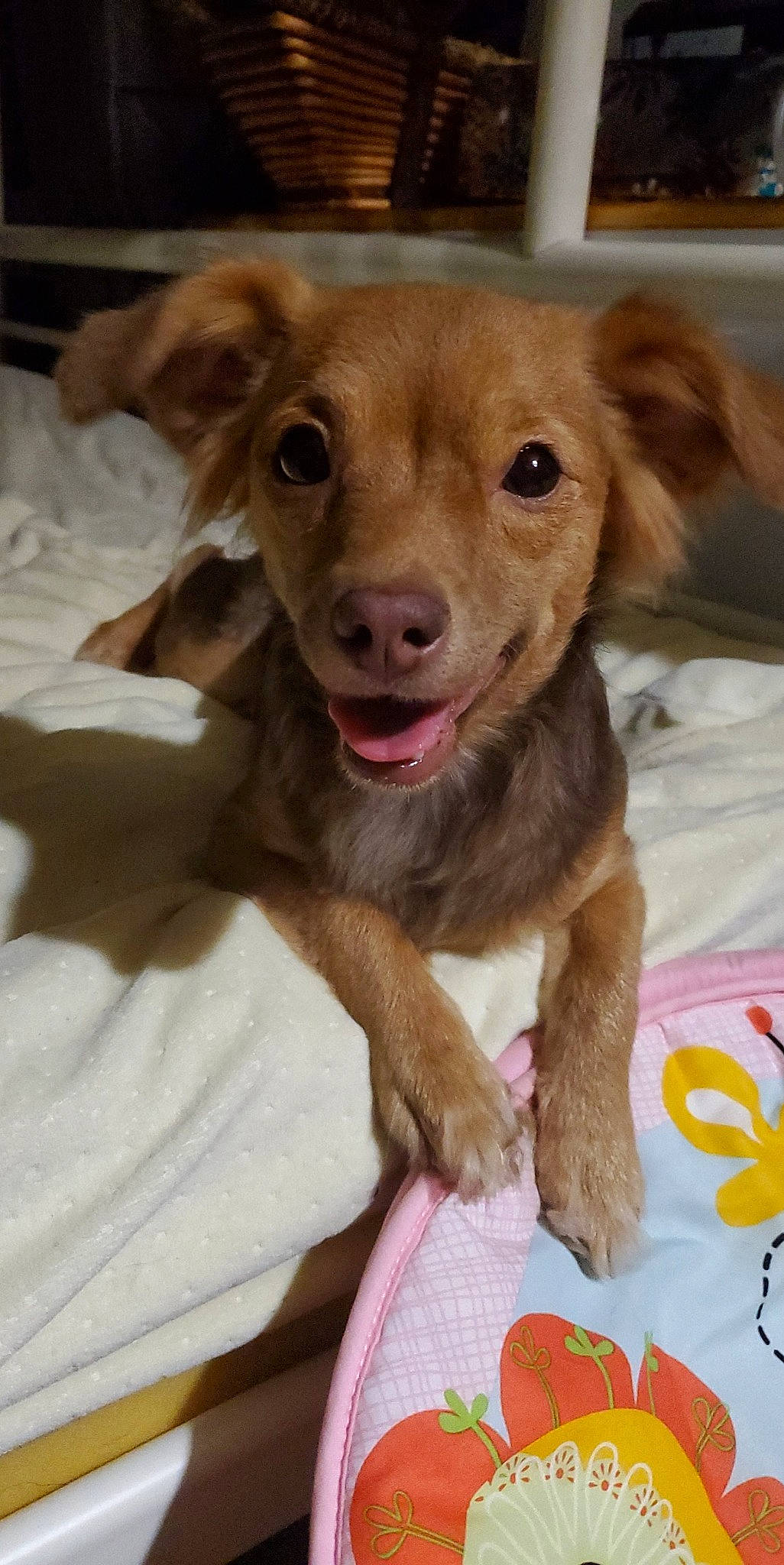 Hazel joined the competition — help win amazing prizes! canidae, carnivore, chihuahua, companion_dog, dog, dog_breed, ear, fawn, liver, mammal, nose, puppy, rare_breed_dog, skin, snout, sporting_group, vertebrate, whiskers