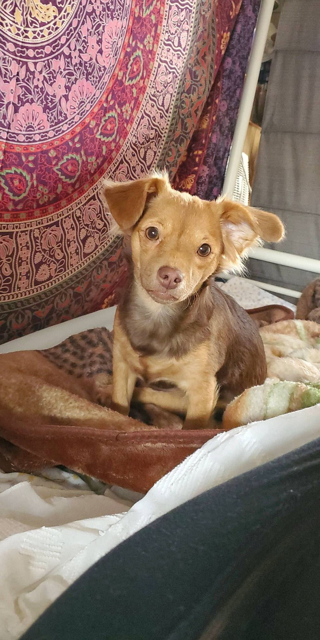 Hazel is registered to the contest to win money with this photo: canidae, carnivore, chihuahua, companion_dog, dog, dog_breed, fawn, mammal, potcake_dog, puppy, snout, sporting_group, street_dog, vertebrate