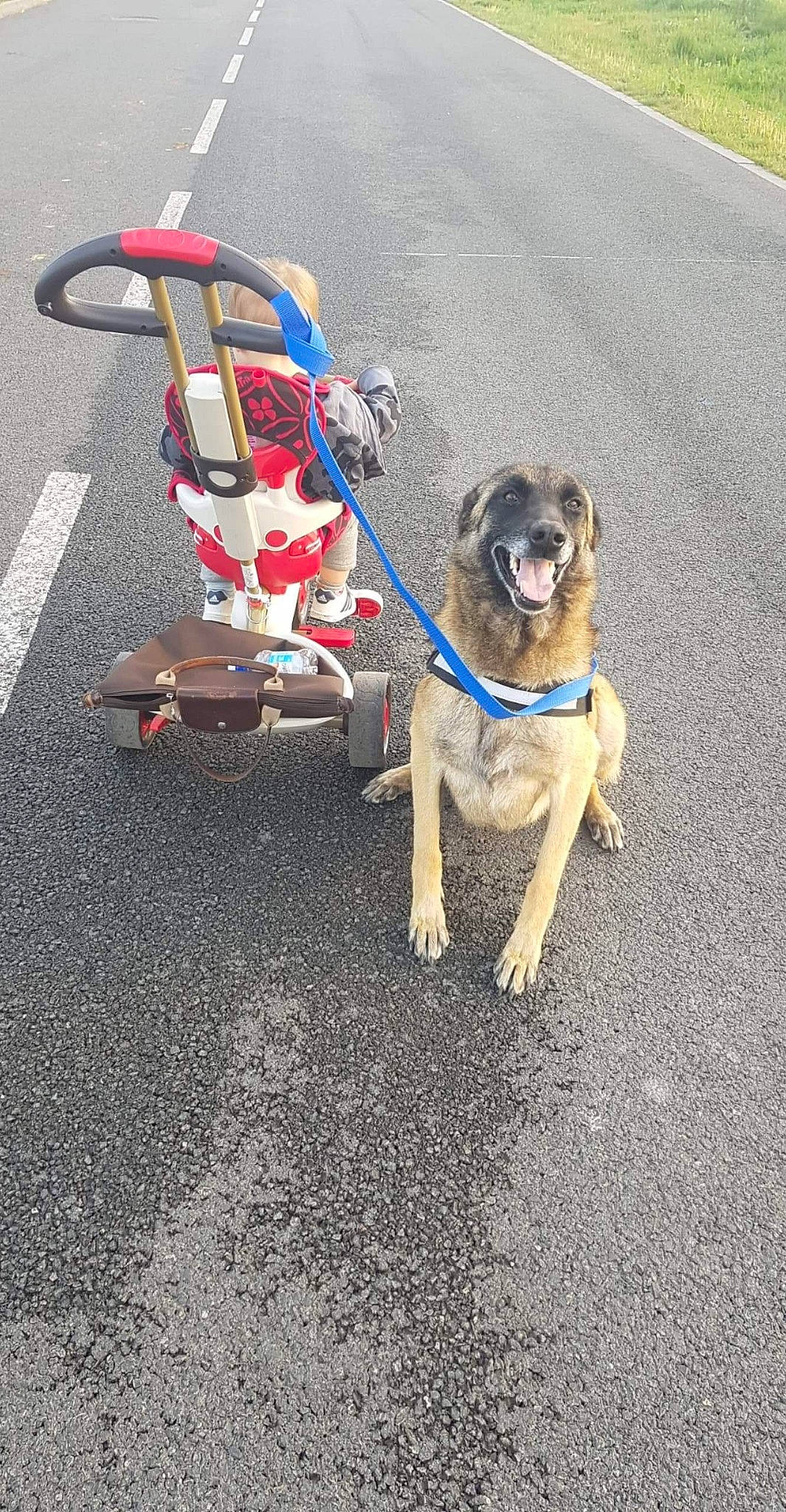 Yris a rejoint le concours — aidez-le/la à gagner de superbes lots ! asphalt, canidae, carnivore, companion_dog, dog, dog_breed, dog_walking, fashion_accessory, fawn, leash, product, pug, road_surface, sidewalk, sporting_group, vehicle