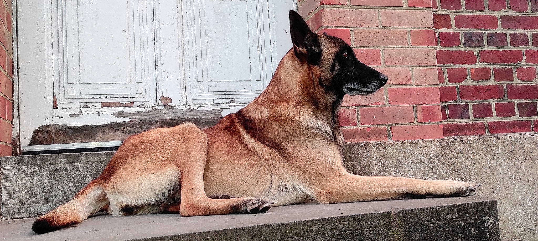 Yris participe au concours pour gagner de l'argent avec cette photo : belgian_shepherd, belgian_shepherd_malinois, canidae, carnivore, dog, dog_breed, east_european_shepherd, fawn, german_shepherd_dog, kunming_wolfdog, mammal, old_german_shepherd_dog, shiloh_shepherd_dog, snout, tervuren, vertebrate, working_dog