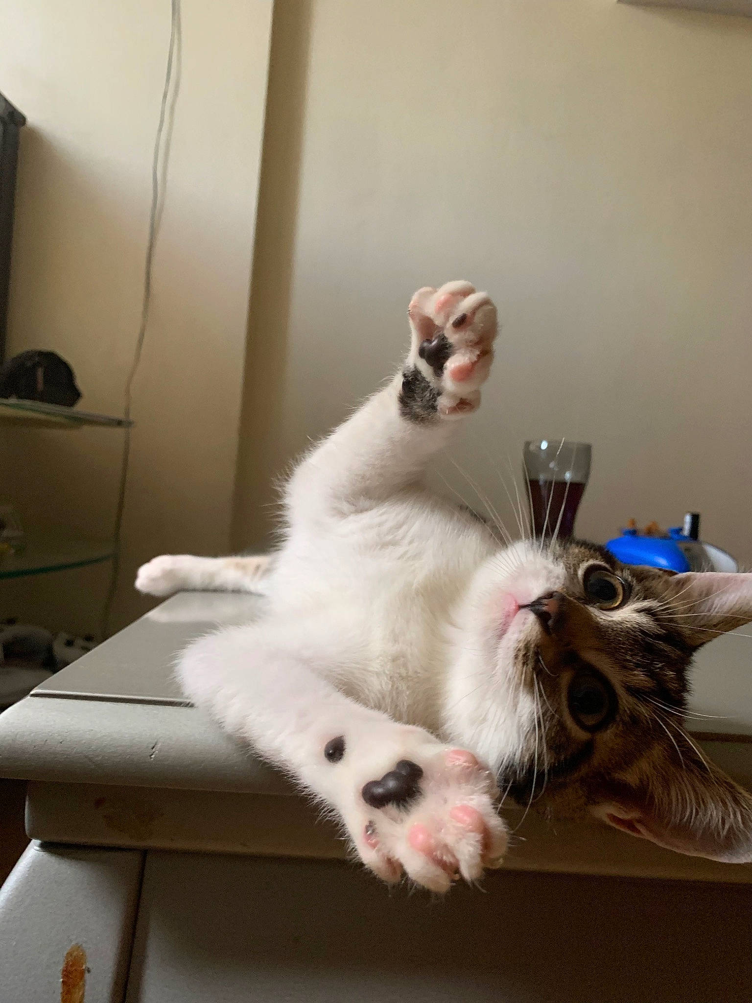 Maky participe au concours pour gagner de l'argent avec cette photo : cabinetry, carnivore, cat, claw, comfort, companion_dog, dog_breed, domestic_short_haired_cat, fang, fawn, felidae, flooring, foot, fur, paw, room, small_to_medium_sized_cats, snout, tail, whiskers