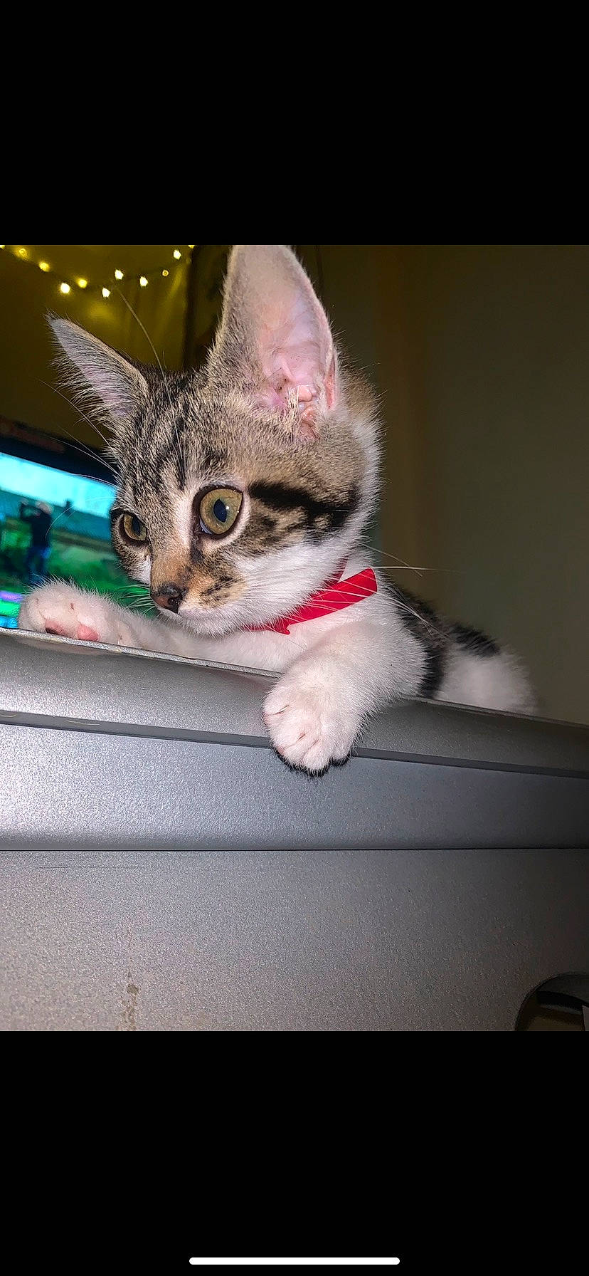 Maky participe au concours pour gagner de l'argent avec cette photo : auto_part, box, carnivore, cat, claw, comfort, couch, domestic_short_haired_cat, fawn, felidae, fur, paw, photo_caption, sitting, small_to_medium_sized_cats, snout, tail, vehicle_door, whiskers, window