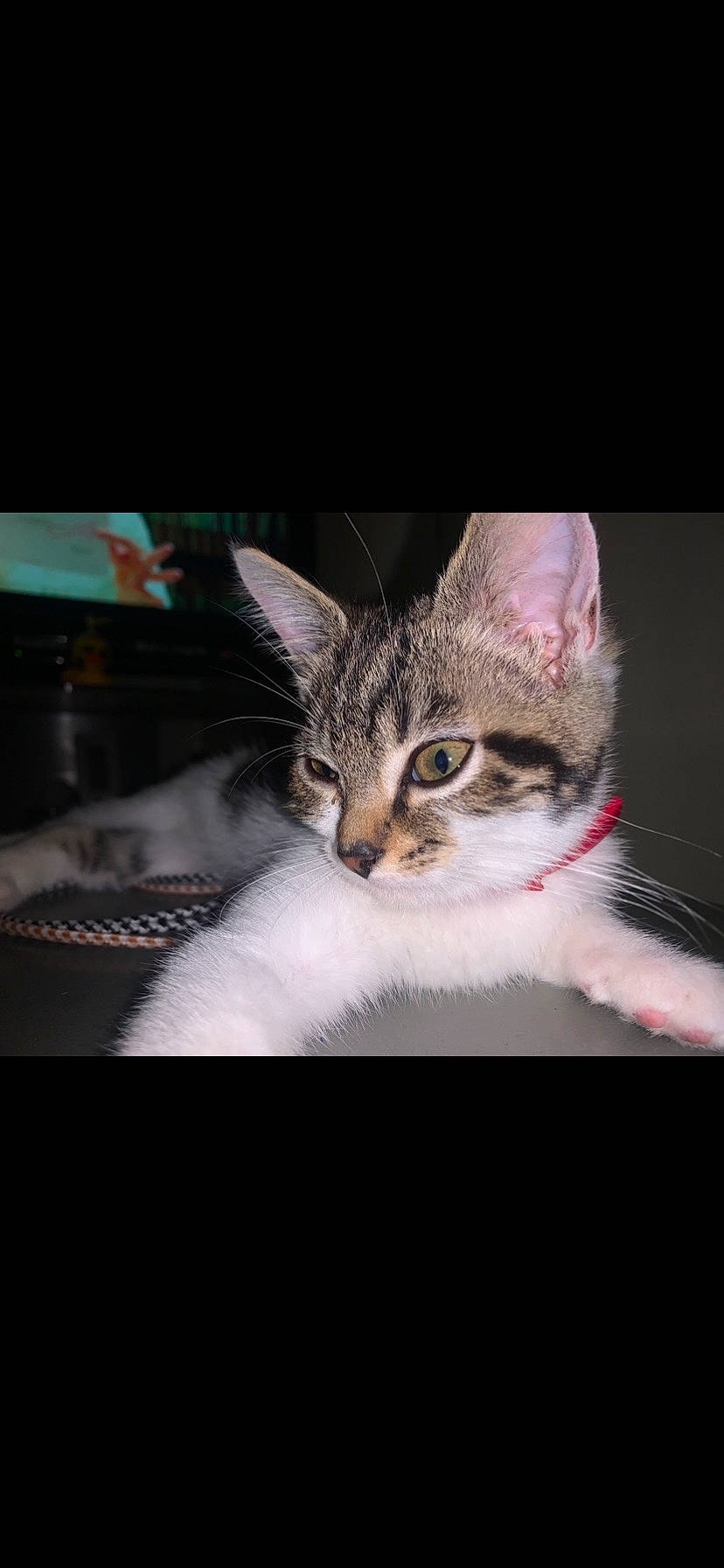 Maky participe au concours pour gagner de l'argent avec cette photo : carnivore, cat, claw, comfort, darkness, domestic_short_haired_cat, door, felidae, flash_photography, font, fur, gesture, macro_photography, paw, photo_caption, small_to_medium_sized_cats, snout, tail, whiskers, wildlife