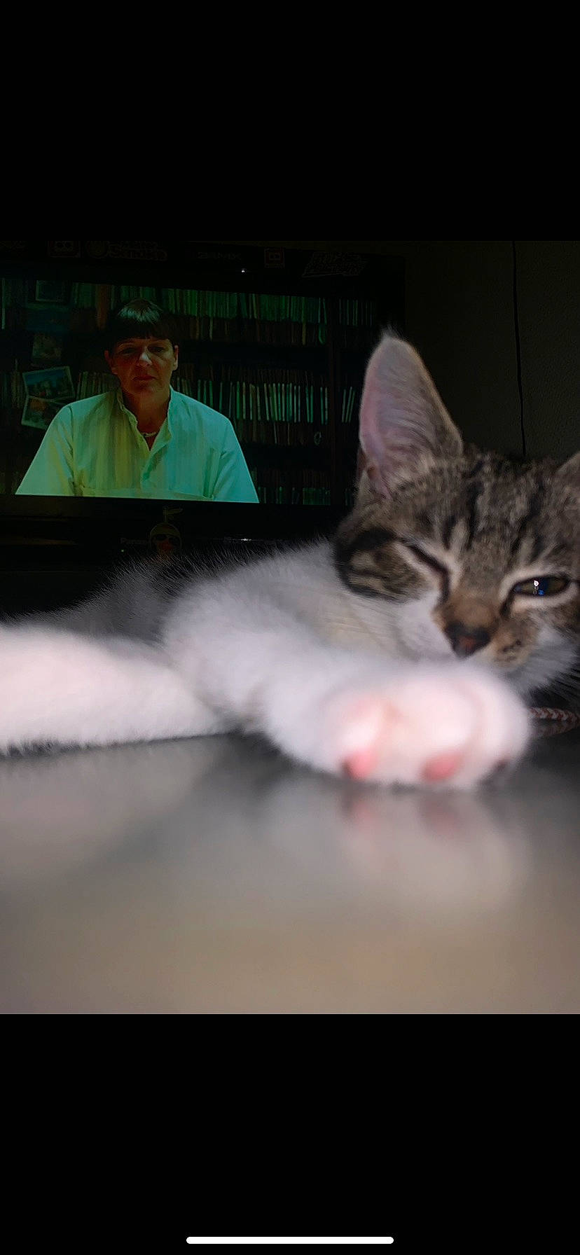 Maky a rejoint le concours — aidez-le/la à gagner de superbes lots ! automotive_exterior, automotive_window_part, bumper, carnivore, cat, claw, display_device, domestic_short_haired_cat, driving, felidae, fur, hat, paw, photo_caption, small_to_medium_sized_cats, tail, vehicle_door, whiskers, windscreen_wiper, windshield