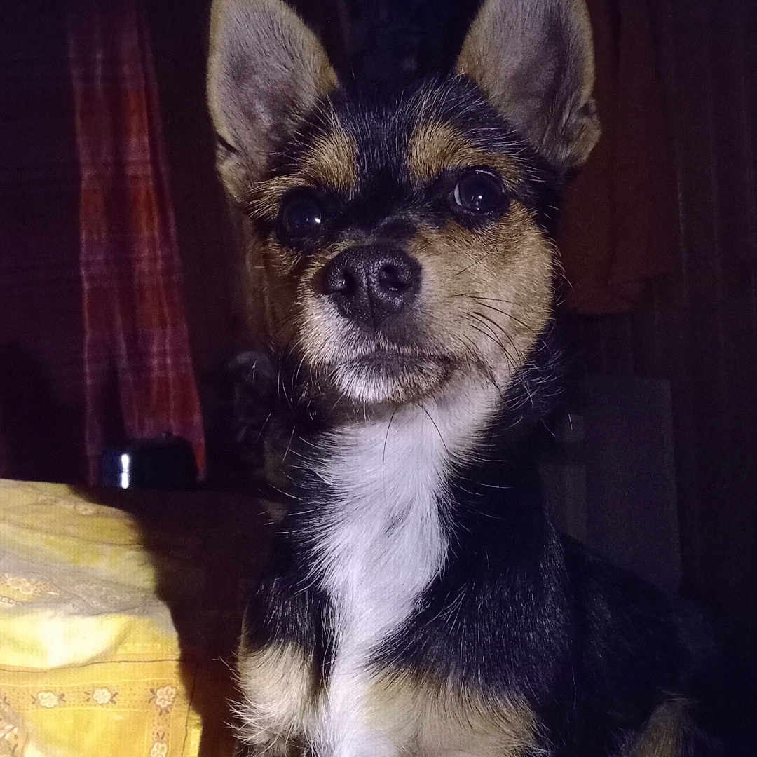 Auguste a rejoint le concours — aidez-le/la à gagner de superbes lots ! animal, black_fur, blanket, brown_fur, canine, close_up, cute, dim_light, dog, ears, fur, indoor, looking_up, pet, portrait, shadow, sitting, small_dog, white_fur, yellow_blanket