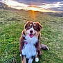 Valma participe au concours pour gagner de l'argent avec cette photo : animal, canine, clouds, daylight, dog, field, fur, grass, happy, hill, landscape, mammal, nature, outdoor, pet, sky, smiling, sunlight, sunset, tag