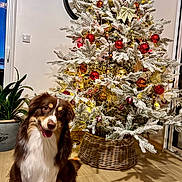 Valma a rejoint le concours — aidez-le/la à gagner de superbes lots ! canine, christmas_tree, clock, decorations, dog, festive, floor, fur, happy, holiday, home_decor, indoor, ornaments, paw, pet, plant, smiling, tongue, wicker_basket, wooden_floor