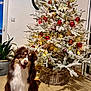 canine, christmas_tree, clock, decorations, dog, festive, floor, fur, happy, holiday, home_decor, indoor, ornaments, paw, pet, plant, smiling, tongue, wicker_basket, wooden_floor