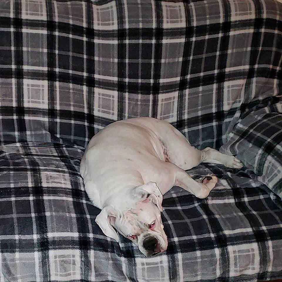 Lacey is registered to the contest to win money with this photo: animal, blanket, bulldog, canine, couch, dog, dogbed, furniture, person, pet, pitbull, puppy, sleeping