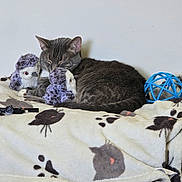 Cairo joined the competition — help win amazing prizes! cat, gray_tabby, sleeping, plush_toys, owl_plush, blue_ball, blanket, cat_pattern, indoor, cozy, pet, fur, animal, resting, cute, soft, home, relaxation, toy, comfortable