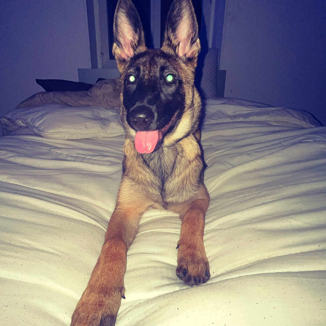Ayka a rejoint le concours — aidez-le/la à gagner de superbes lots ! animal, bed, blanket, canine, cute, dog, domestic_animal, ears, flash, fur, german_shepherd, indoor, paw, pet, pet_bed, playful, puppy, resting, sleeping_area, tongue_out