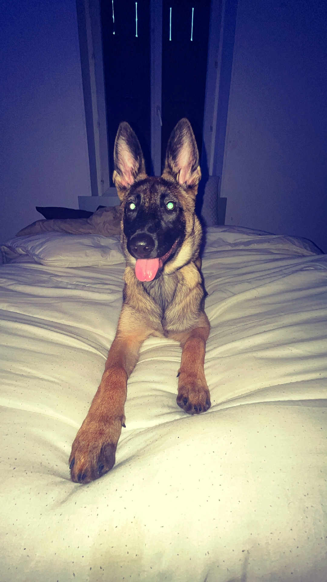 Ayka a rejoint le concours — aidez-le/la à gagner de superbes lots ! dog, german_shepherd, puppy, bed, blanket, indoor, pet, tongue_out, playful, canine, animal, fur, ears, paw, sleeping_area, cute, pet_bed, domestic_animal, resting, flash