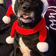 Buddy is registered to the contest to win money with this photo: dog, black_dog, white_patch, santa_hat, red_scarf, festive, holiday, tongue_out, pet, indoors, blanket, purple_blanket, plant, cute, portrait, animal, canine, expressive_eyes, cozy, christmas